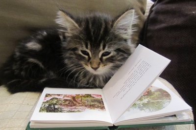 Kitten reading a children's book. Yay!
